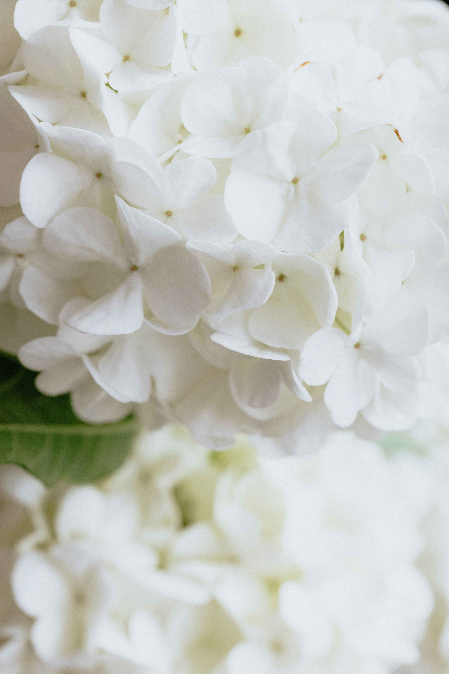 jasmine-flowers